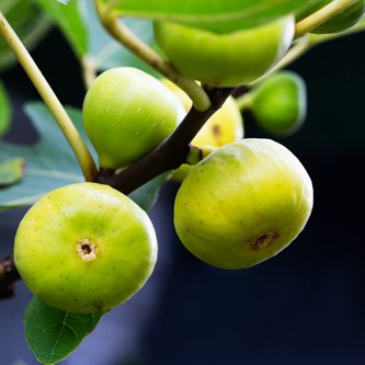 The Rise of Natural Weight Management: Exploring the Benefits of the MounjaRoot Supplement